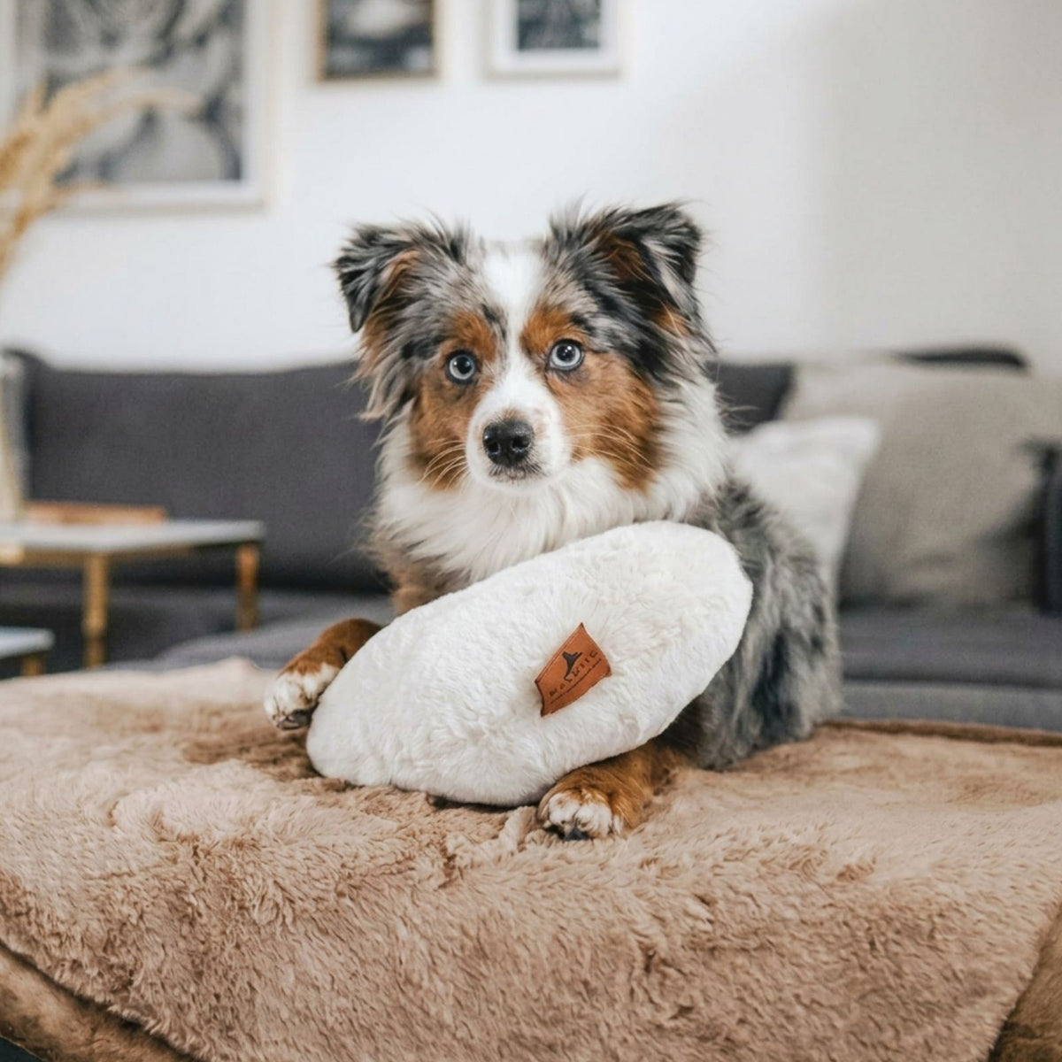 Mini Australian Shepherd Hund mit einem hellen Kuschelkissen auf der braunen Hyggeplaid Hundedecke in Maroon