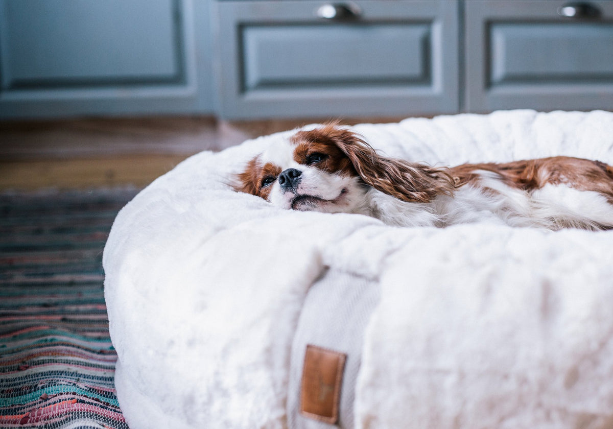 Cavalier King Charles Spaniel schläft tiefenentspannt auf der flauschig weißen Winterseite des orthopädischen Hyggebed Hundebetts