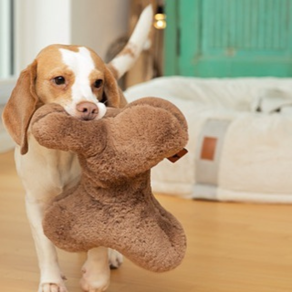 Beagle Hund trägt das braune flauschige Kuschelkissen Hyggebone Maroon stolz im Maul